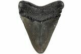 3.31" Fossil Megalodon Tooth - South Carolina - #201553-1
